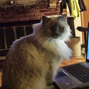 Meet your Posher, Kim